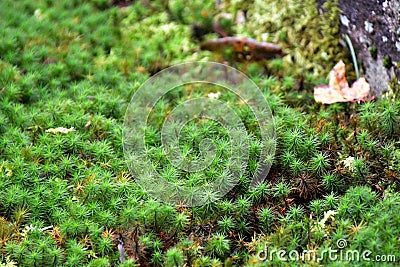 A picture of moss-covered ground.ã€€ã€€Ohara Kyoto Stock Photo